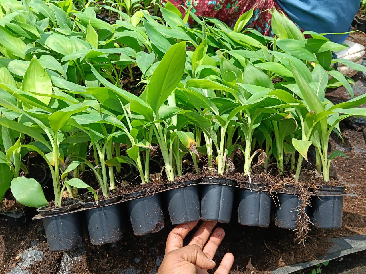 Drip Irrigation for NCS TCP G-9 Banana Plants Farm Karmala